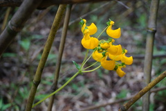 Calceolaria philippii