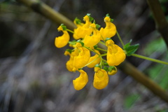Calceolaria philippii