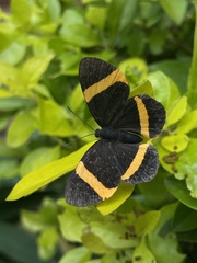 Panara soana
