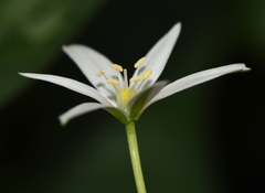 Ornithogalum immaculatum