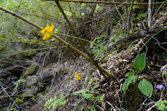 Calceolaria philippii