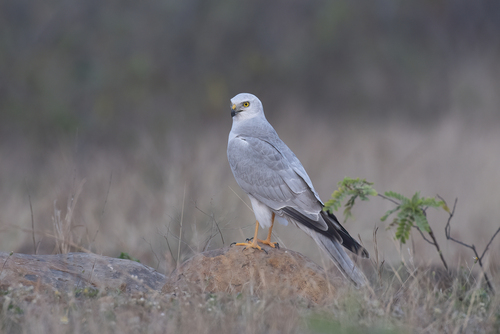 Foto de Pallid Harrier