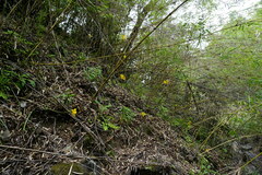Calceolaria philippii