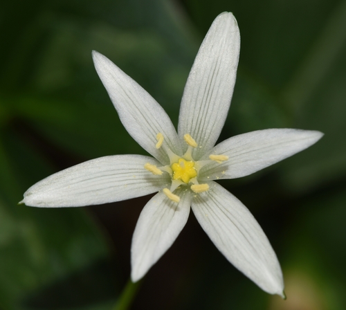Ornithogalum immaculatum