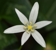 Ornithogalum immaculatum