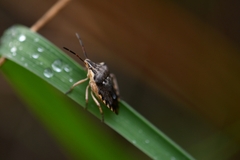 Codophila varia