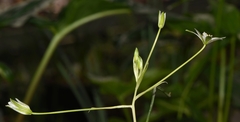 Ornithogalum immaculatum