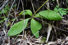 Calceolaria philippii