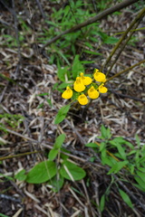 Calceolaria philippii