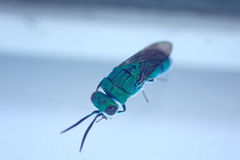 Caenochrysis