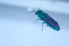 Caenochrysis