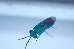Caenochrysis