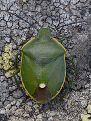 Chlorochroa juniperina