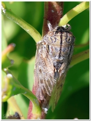 Platypleura capensis