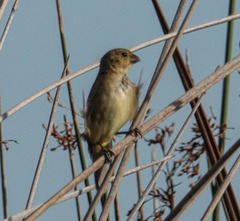 Sporophila caerulescens