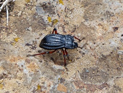 Epipedonota nitida