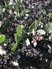 Arctostaphylos rudis