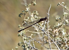 Oxyagrion rubidum