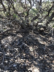 Arctostaphylos rudis