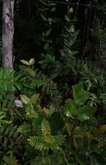 Weinmannia trichosperma