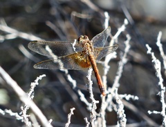 Erythrodiplax corallina