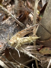 Akanthomyces aculeatus