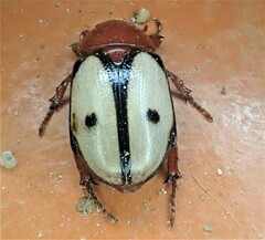 Cyclocephala paraflora