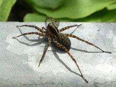Pardosa lugubris