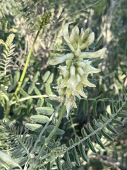 Astragalus pomonensis