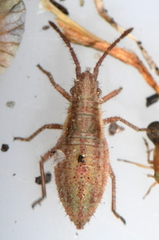 Myrmus miriformis