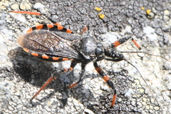 Rhynocoris annulatus