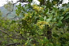 Citronella mucronata