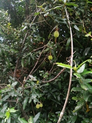 Crinodendron hookerianum