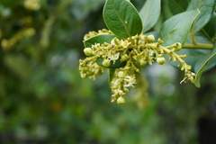 Citronella mucronata
