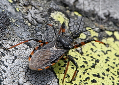 Rhynocoris annulatus