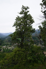 Citronella mucronata