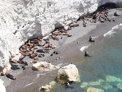 Leucocarbo magellanicus