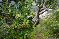 Citronella mucronata