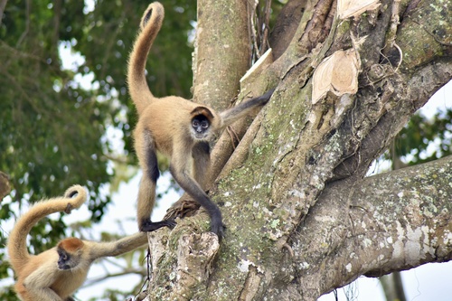 Central American Spider Monkey