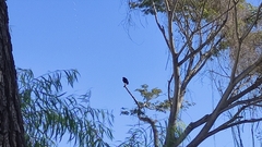 Buteogallus anthracinus