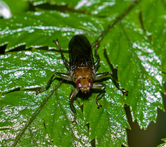 Hippoboscidae