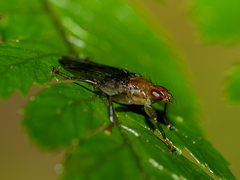 Hippoboscidae