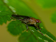 Hippoboscidae