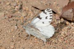 Pontia sisymbrii