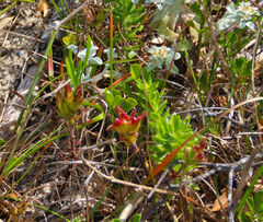 Psoralea bracteolata