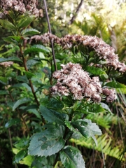 Baccharis racemosa