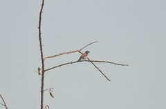 Anthreptes gabonicus