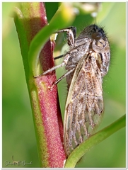Platypleura capensis