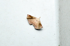 Esthlodora versicolor