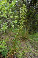 Chloraea cylindrostachya